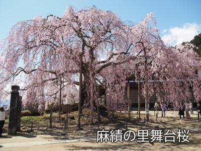 飯田市　桜　麻績の里