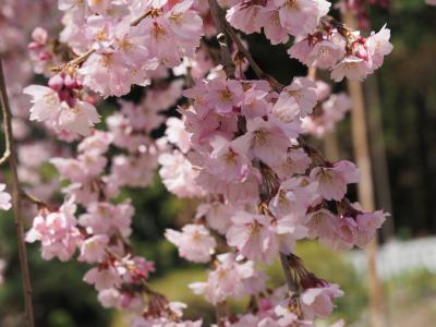 飯田市　桜　麻績の里1