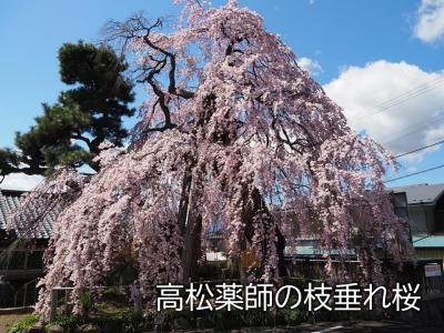 飯田市　桜　高松薬師
