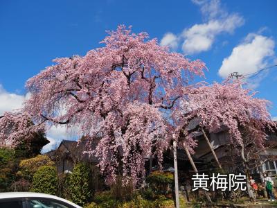 飯田市　桜　黄梅院