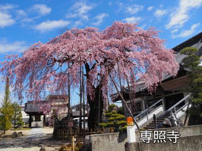 飯田市　桜　専照寺