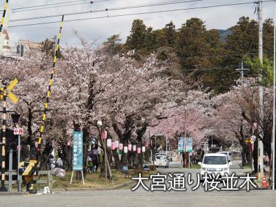 飯田市　桜　大宮通り