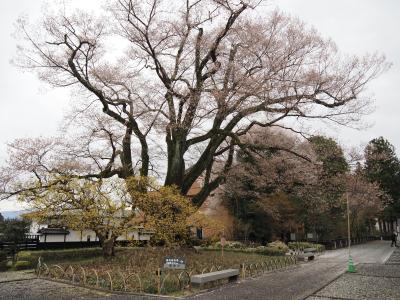 飯田市　桜　安富桜