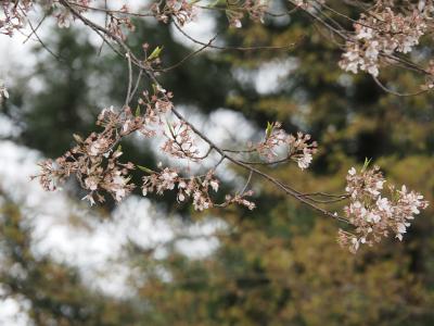 飯田市　桜　安富桜2