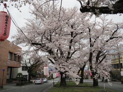 飯田市　桜　大宮通り