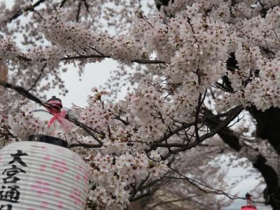 飯田市　桜　大宮通り2