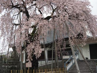 飯田市　桜　専照寺