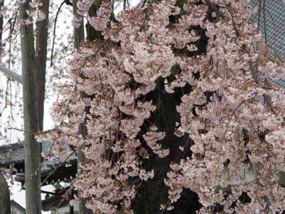 飯田市　桜　専照寺2