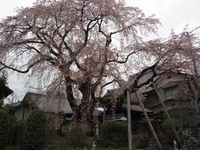 飯田市　桜　黄梅院