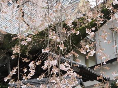 飯田市　桜　黄梅院2
