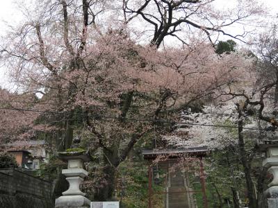 飯田市　桜　飯沼