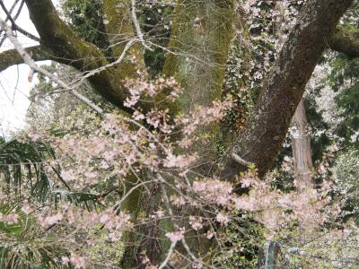 飯田市　桜　飯沼2