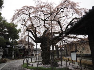 飯田市　桜　阿弥陀寺