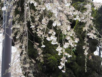 飯田市　桜　阿弥陀寺2