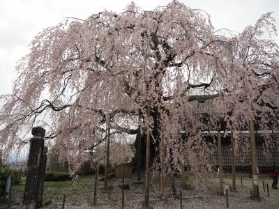飯田市　桜　舞台