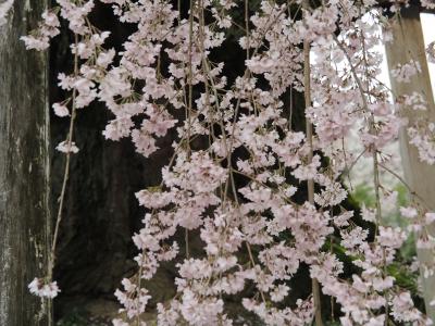 飯田市　桜　舞台2