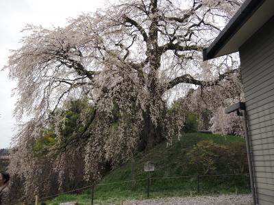 飯田市　桜　石塚