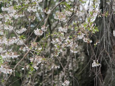 飯田市　桜　石塚2