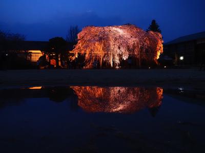 飯田市　夜桜　杵原学校