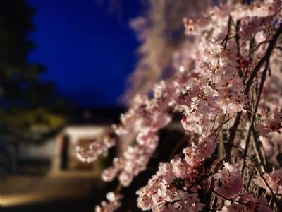 飯田市　夜桜　杵原学校2