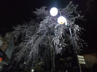飯田市　夜桜　天龍峡