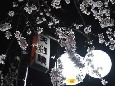 飯田市　夜桜　天龍峡2