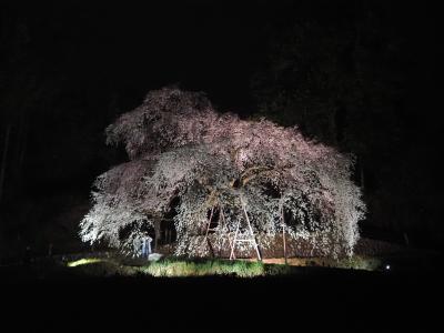 飯田市　夜桜　くよと