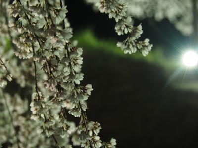 飯田市　夜桜　くよと2