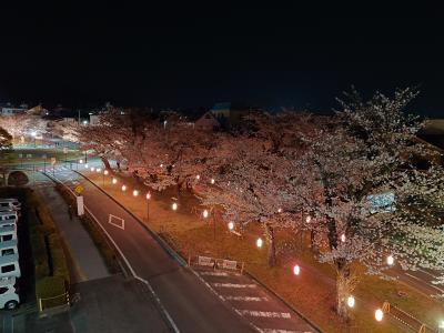 飯田市　夜桜　大宮