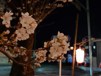 飯田市　夜桜　大宮2