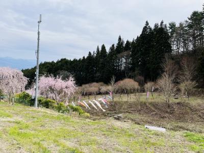 飯田市 かたくりの里1桜