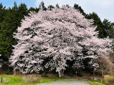 飯田市 かたくりの里2桜