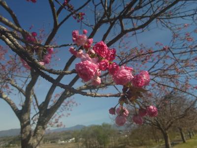 飯田市 天龍峡八重桜街道409-1
