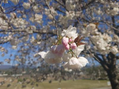 飯田市 天龍峡八重桜街道409-2