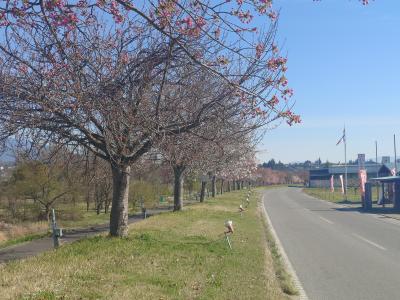 飯田市 天龍峡八重桜街道409-4