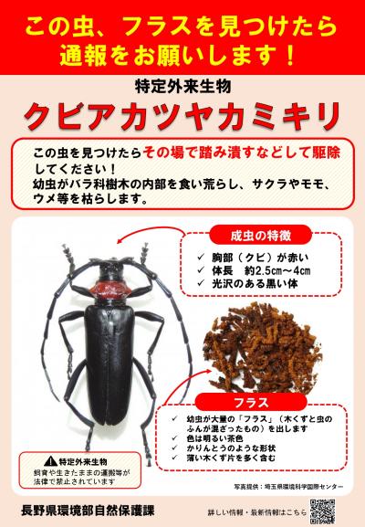 クビアカツヤカミキリ周知啓発チラシ