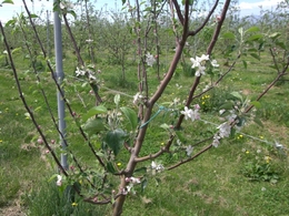 農園のりんご木に咲く花