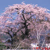 阿弥陀寺の枝垂桜