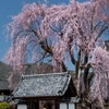 増泉寺の桜