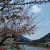 遠山桜