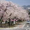 大宮通り桜並木