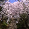 飯沼石段桜