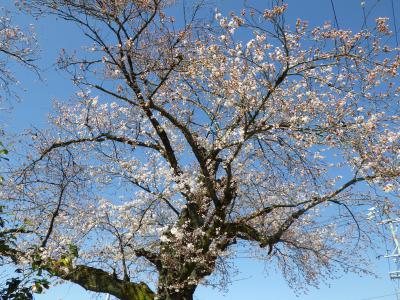 開花標本木