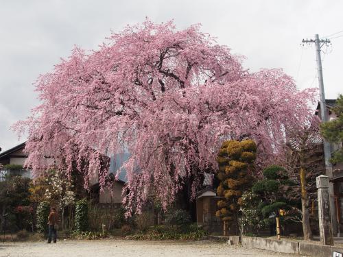 黄梅院の紅しだれ桜 飯田市ホームページ