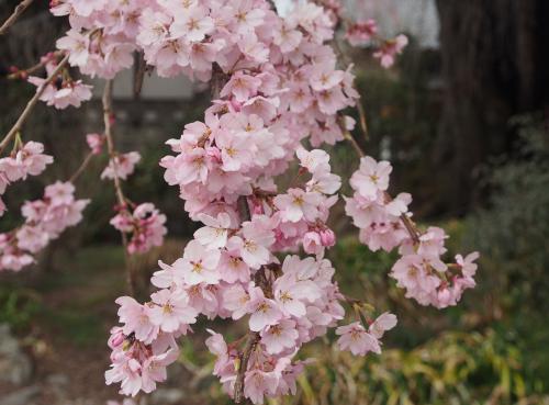 黄梅院の紅しだれ桜 飯田市ホームページ