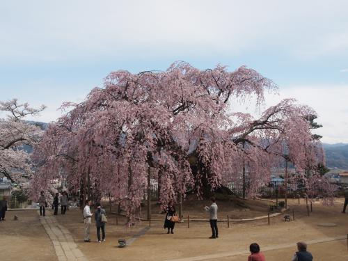 麻績の里舞台桜 飯田市ホームページ