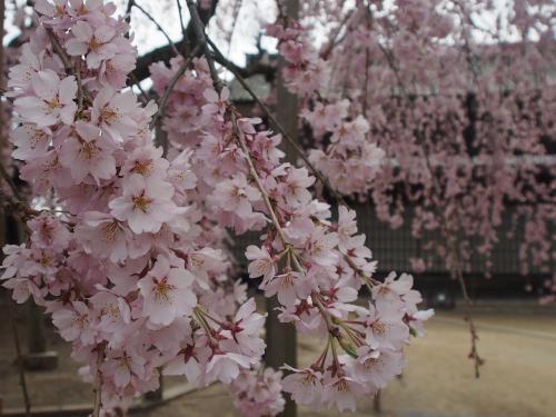 麻績の里舞台桜 飯田市ホームページ